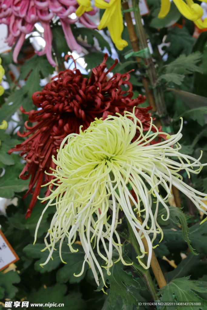 菊花
