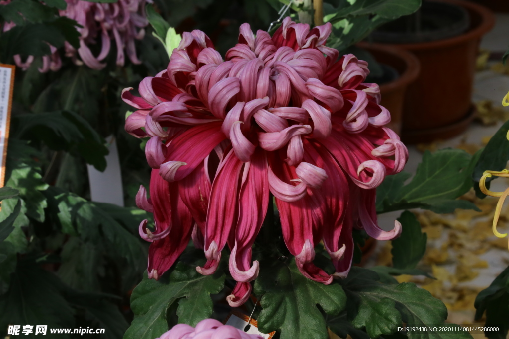 菊花