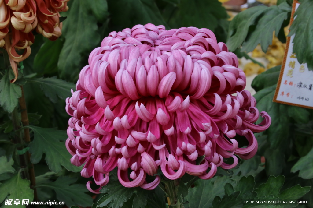 菊花