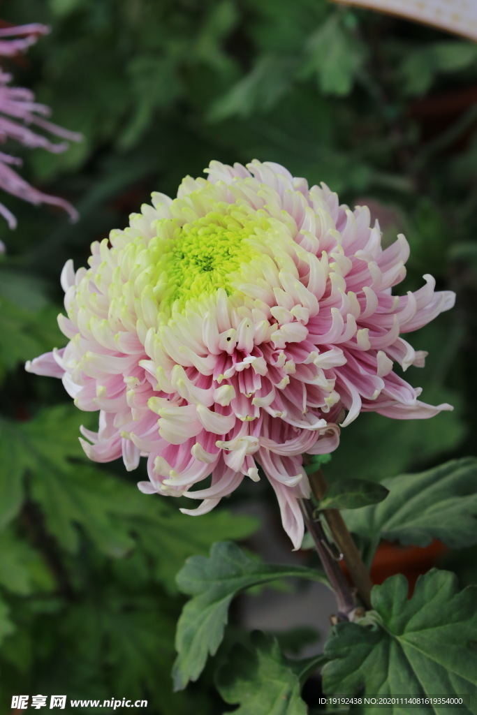 菊花