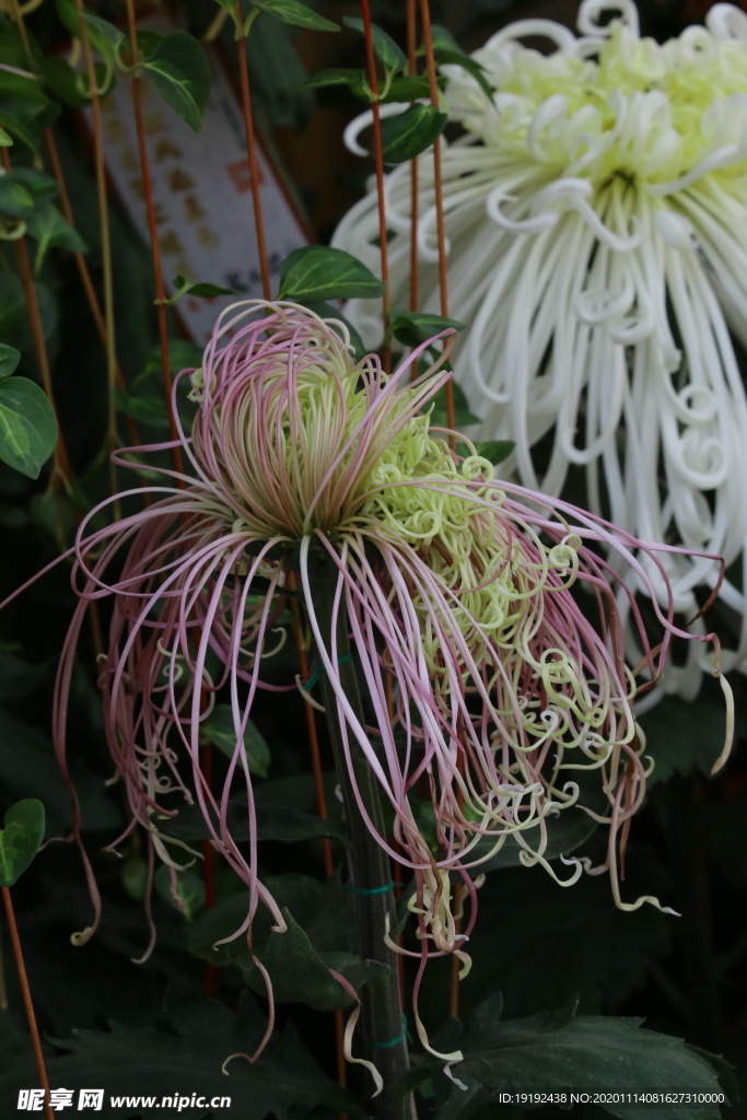菊花