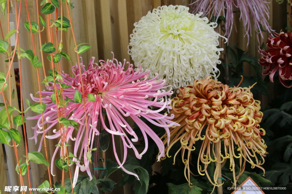 菊花