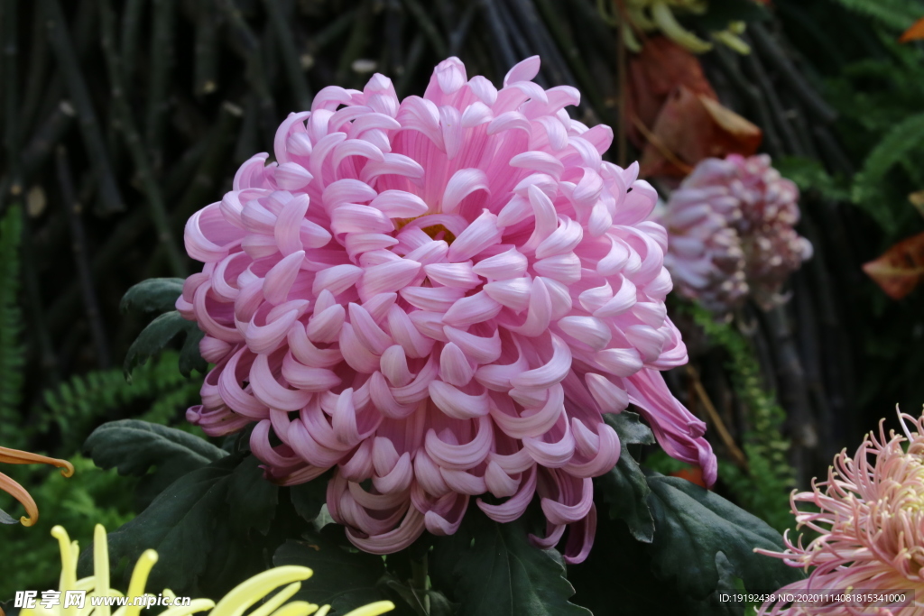 菊花