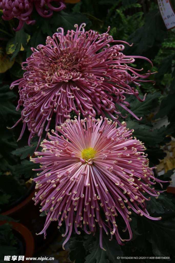 菊花