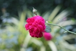 玫瑰花