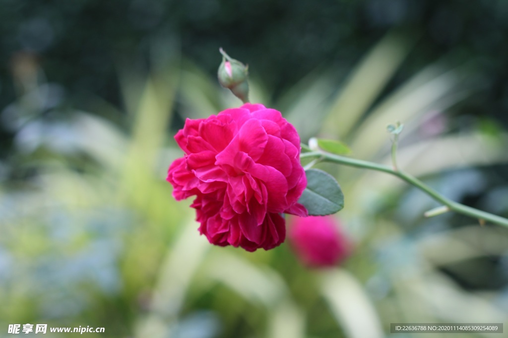 玫瑰花