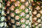 菠萝纹理