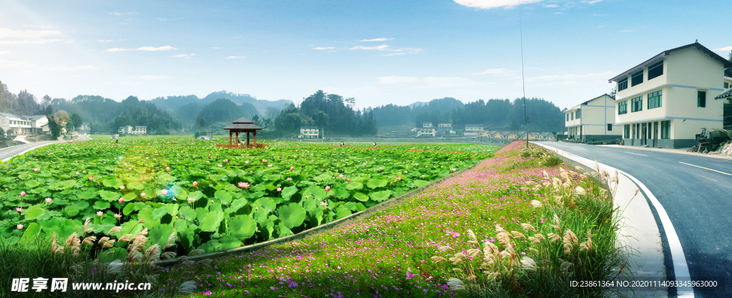 荷花池