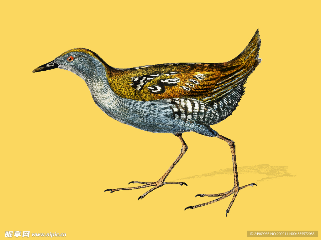 鸟类插画