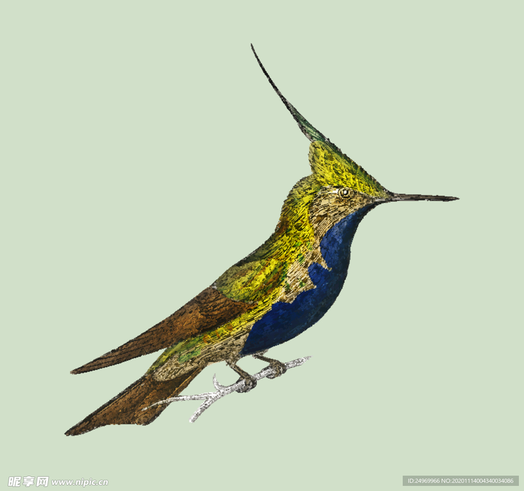 鸟类插画