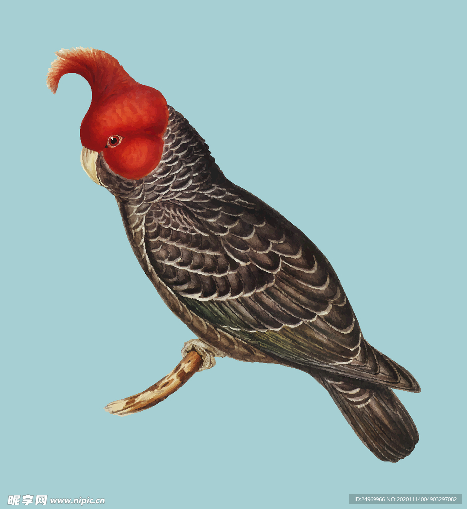 鸟类插画
