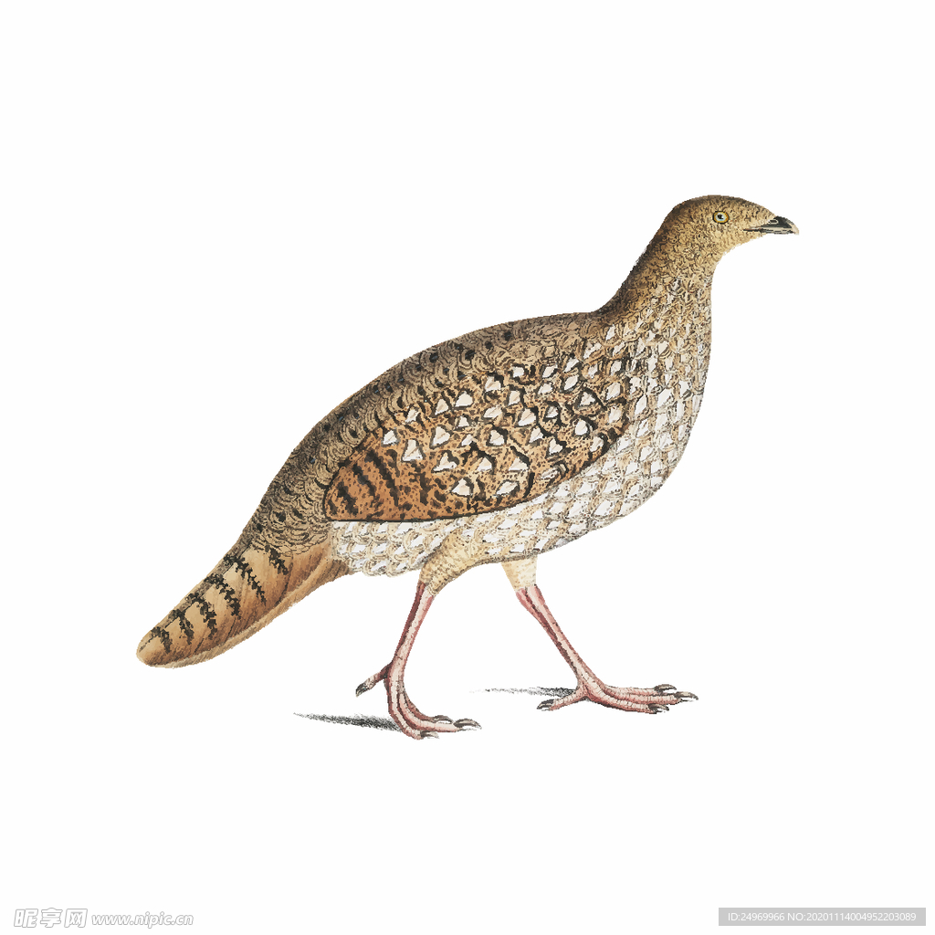鸟类插画