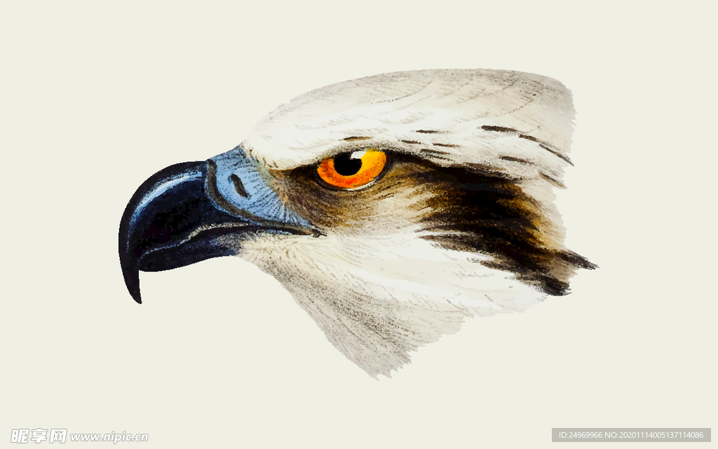 鸟类插画