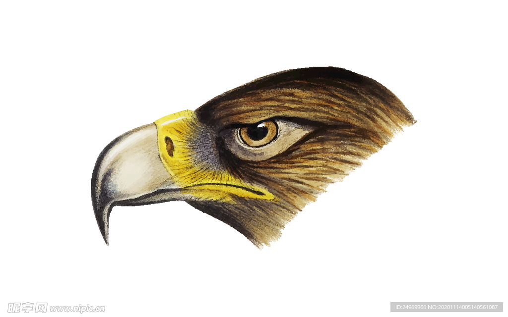 鸟类插画