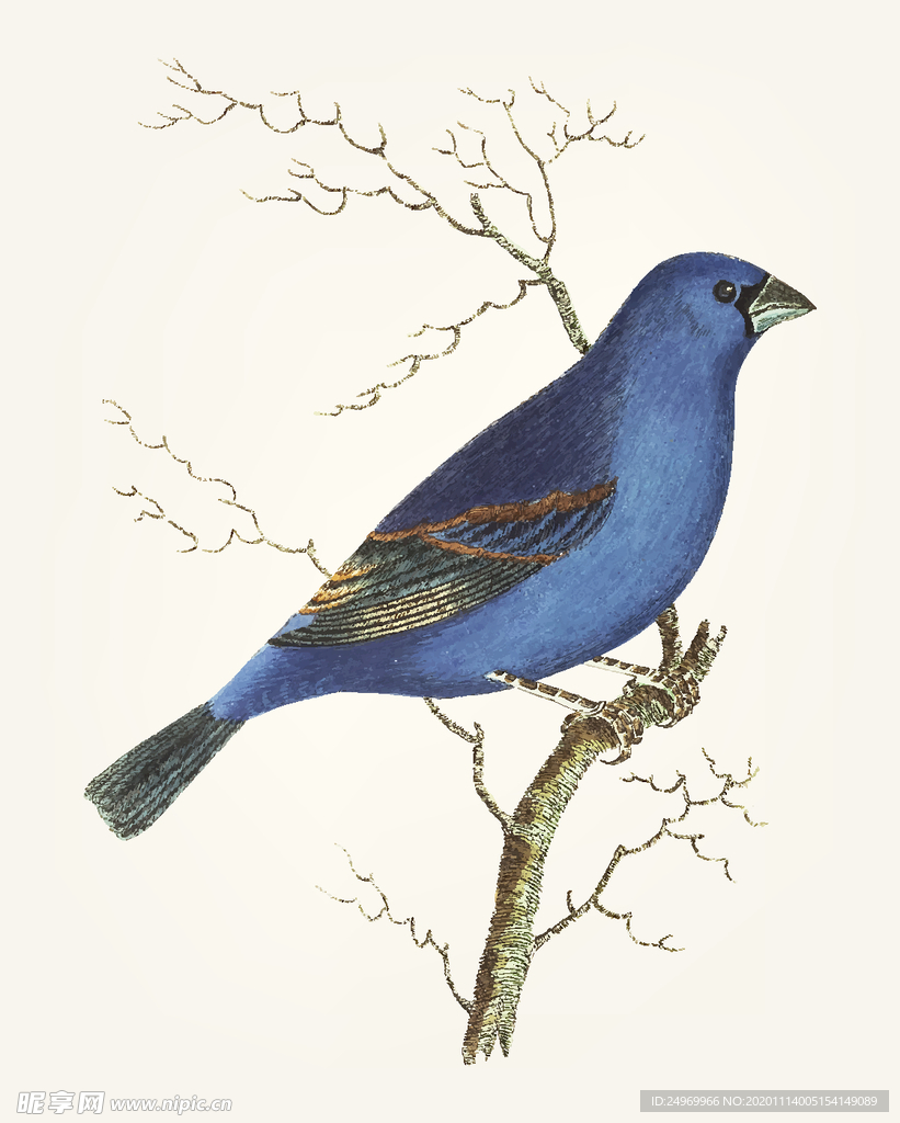 鸟类插画