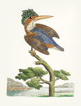 鸟类插画