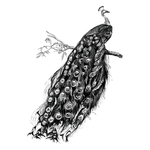 鸟类插画