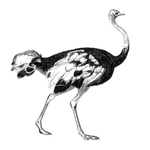 鸟类插画