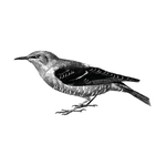 鸟类插画