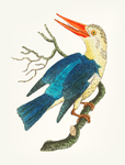 鸟类插画