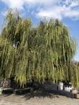 公园图片 风景 树木