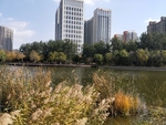 公园图片 风景 树木图