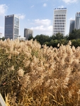 公园图片 风景 树木 芦苇