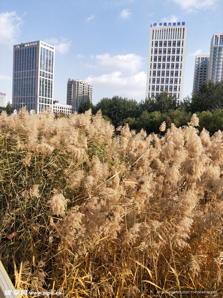 公园图片 风景 树木 芦苇