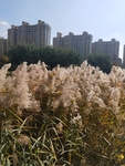公园图片 风景 树木 芦苇