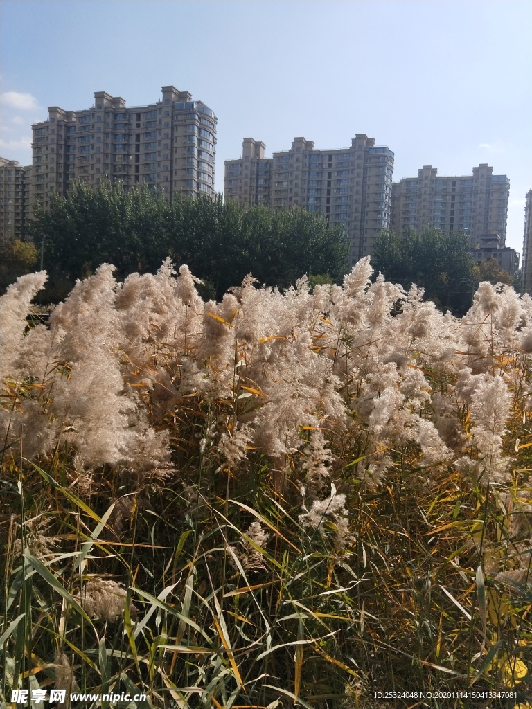 公园图片 风景 树木 芦苇