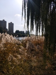 公园图片 风景 树木图