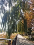 公园图片 风景 树木图