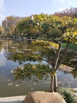 公园图片 风景 树木图