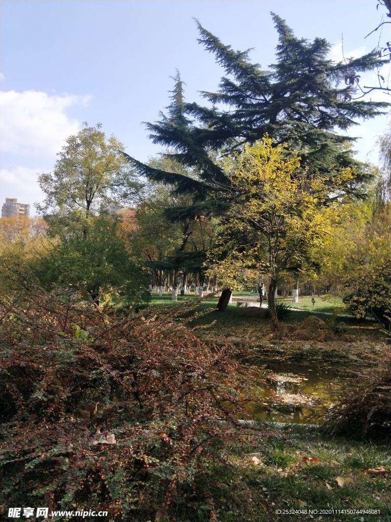 公园图片 风景 树木图
