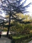 公园图片 风景 树木图