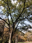 公园图片 树木图片