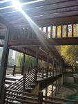 公园图片 树木图片