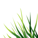 绿色植物草元素