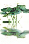 水墨荷花