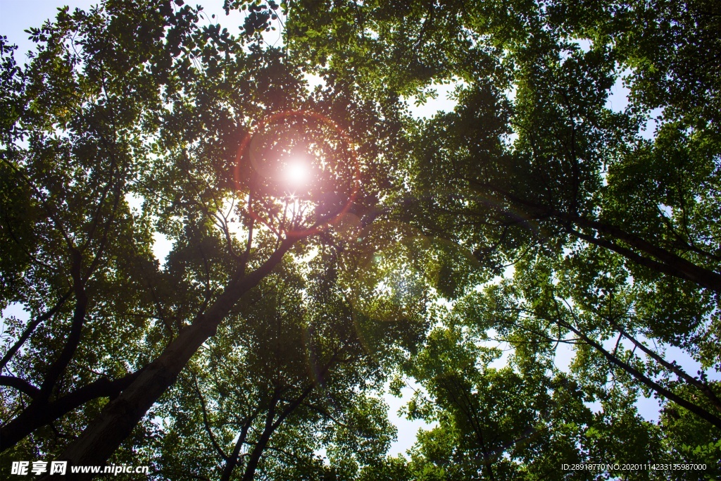 森林风景