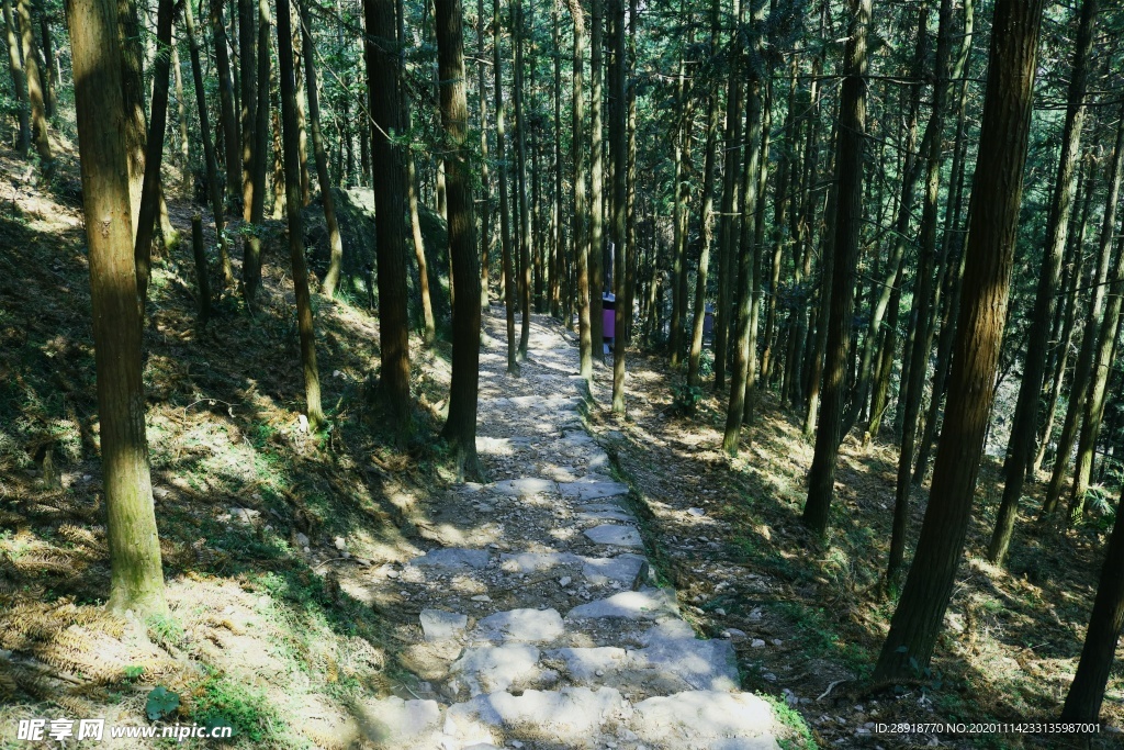 森林风景