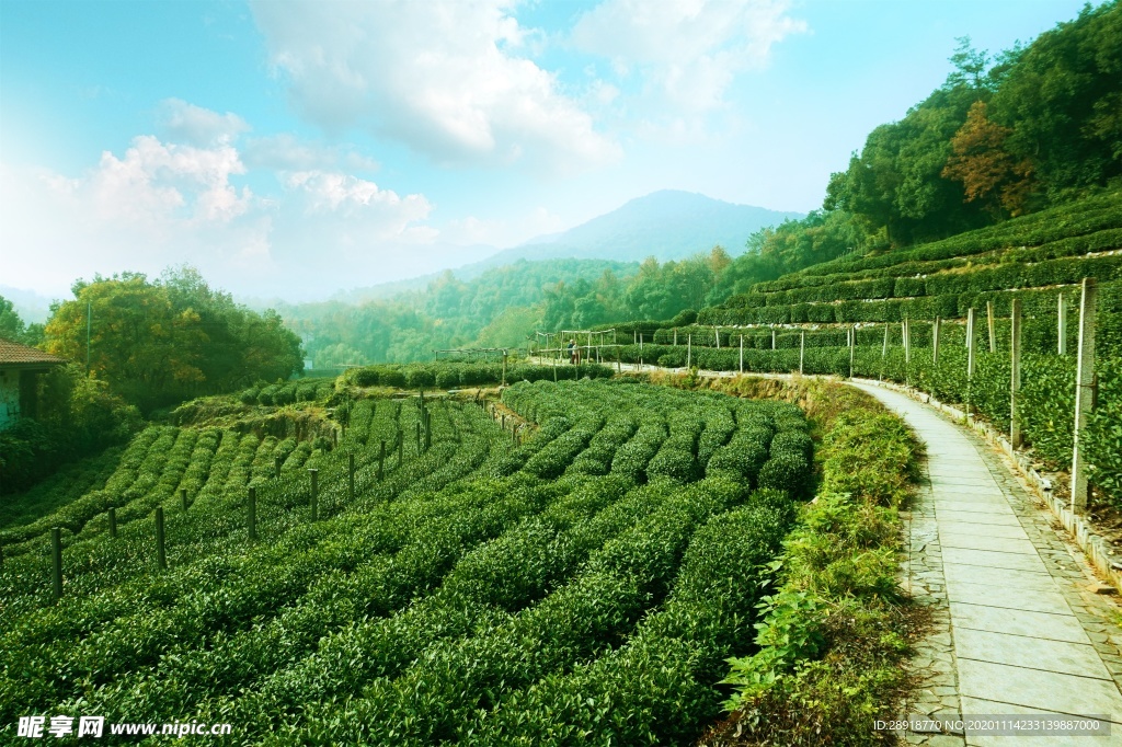 森林风景