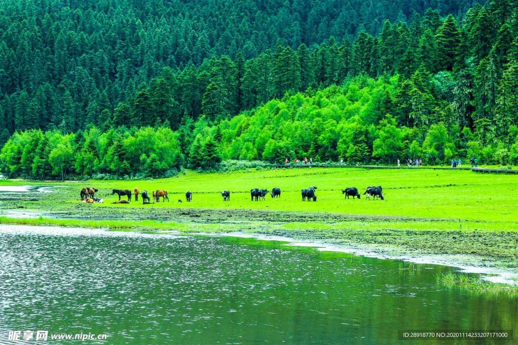 森林风景