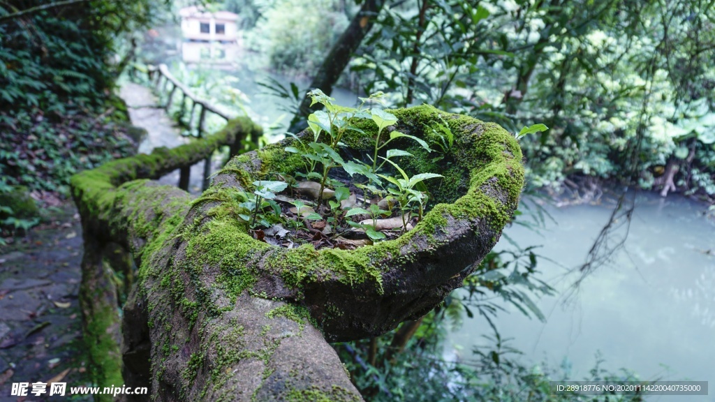 森林风景