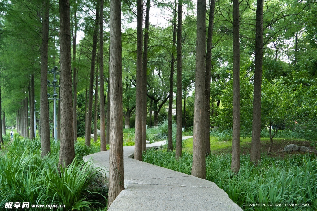 森林风景