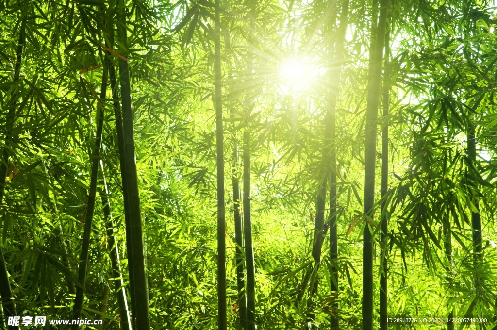 森林风景