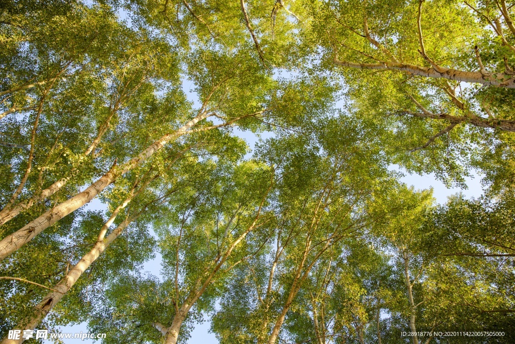 森林风景