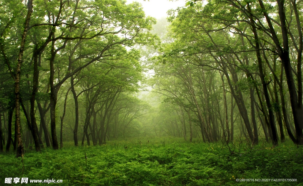 森林风景