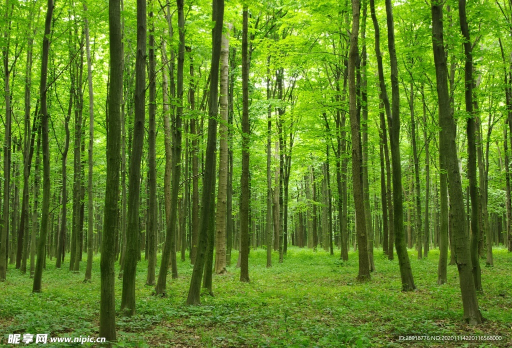 森林风景