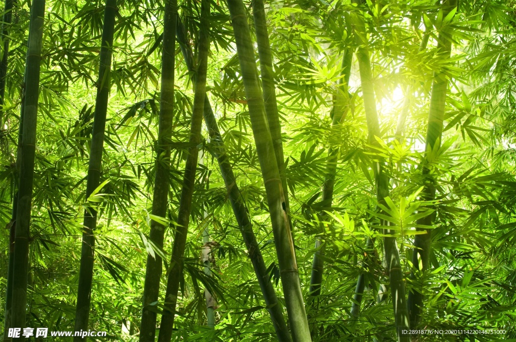 森林风景